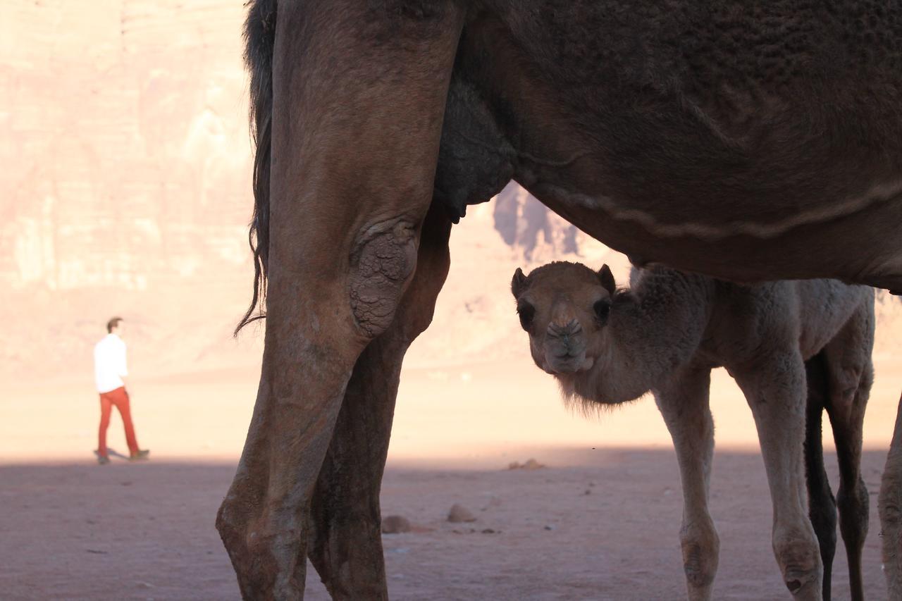 Wadi Rum Protected Area Camp Exterior foto